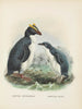 Eudyptes chrysocomus en Eudyptula minori - John Gerrard Keulemans — weergave van het kunstwerk
