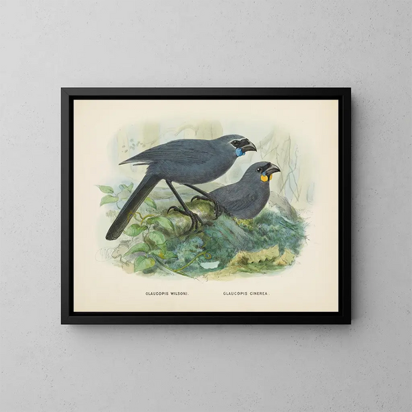 Glaucopis wilsoni and Glaucopis cinerea - John Gerrard Keulemans — framed artwork on a wall