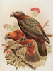 Perroquet Kaka en variëteit Kakakura Nestor meridionalis - John Gerrard Keulemans — weergave van het kunstwerk