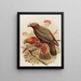 Perroquet Kaka en variëteit Kakakura Nestor meridionalis - John Gerrard Keulemans — ingelijst kunstwerk aan de muur