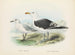 Larus bulleri en Larus dominicanus - John Gerrard Keulemans — weergave van het kunstwerk
