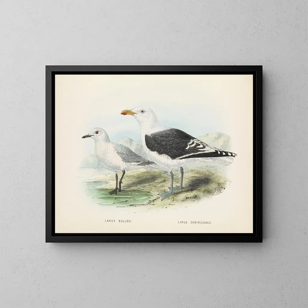 Larus bulleri and Larus dominicanus - John Gerrard Keulemans — framed artwork on a wall