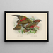 Nestor notabilis en Nestor meridionalis - John Gerrard Keulemans — ingelijst kunstwerk aan de muur