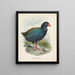 Bedekkingen Notornis - John Gerrard Keulemans — ingelijst kunstwerk aan de muur