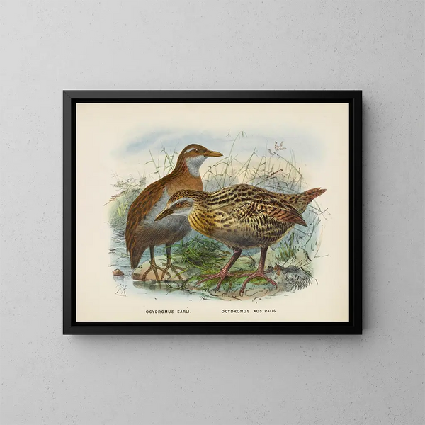 Ocydromus earli and Ocydromus australis - John Gerrard Keulemans — framed artwork on a wall