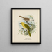 Orthonyx albicilla en Orthonyx ochrocephala - John Gerrard Keulemans — ingelijst kunstwerk aan de muur