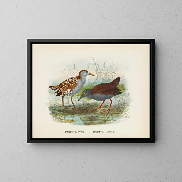 Ortygometra affinis and Ortygometra tabuensis - John Gerrard Keulemans — framed artwork on a wall