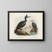 Cormorans à caroncules et cormorans à bec court - John Gerrard Keulemans — ingelijst kunstwerk aan de muur