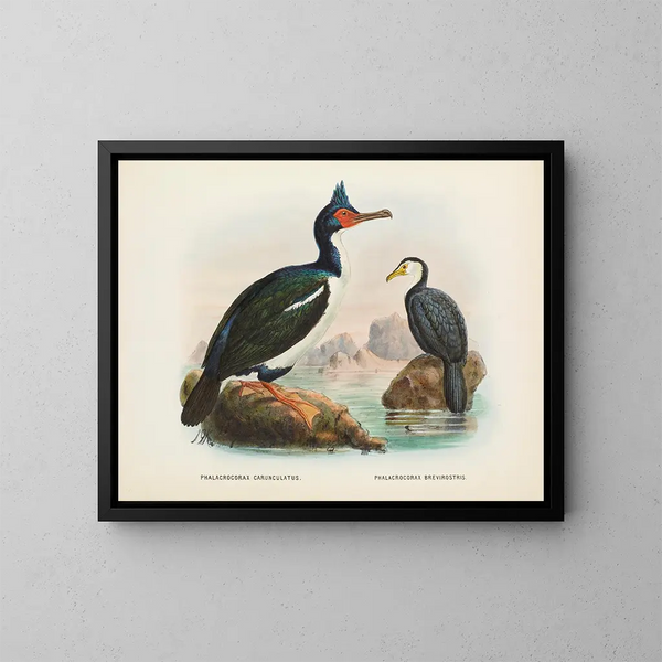 Cormorans à caroncules et cormorans à bec court - John Gerrard Keulemans — framed artwork on a wall