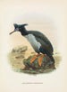 Phalacrocorax featherstoni - John Gerrard Keulemans — weergave van het kunstwerk
