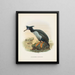 Phalacrocorax featherstoni - John Gerrard Keulemans — ingelijst kunstwerk aan de muur