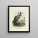 van Phalacrocorax punctatus mannetje en vrouwtje - John Gerrard Keulemans — ingelijst kunstwerk aan de muur