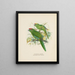 Platycercus auriceps Platycercus Nieuw-Zeeland - John Gerrard Keulemans — ingelijst kunstwerk aan de muur