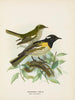 van Mannelijk en vrouwelijk omringd door pogonornis - John Gerrard Keulemans — weergave van het kunstwerk