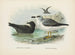 Puffin fuligineux en Puffin de Lessoni - John Gerrard Keulemans — weergave van het kunstwerk