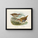 Rallus philipensis en Rallus dieffenbachii - John Gerrard Keulemans — ingelijst kunstwerk aan de muur