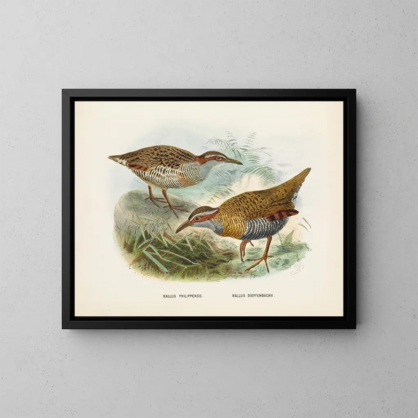 Rallus philipensis and Rallus dieffenbachii - John Gerrard Keulemans — framed artwork on a wall