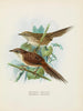 Spenoeacus punctatus en Spenoeacus rufescens - John Gerrard Keulemans — weergave van het kunstwerk