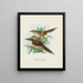 Spenoeacus punctatus en Spenoeacus rufescens - John Gerrard Keulemans — ingelijst kunstwerk aan de muur