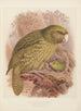 Le Kakapo of uilpapegaai Stringops habroptilus - John Gerrard Keulemans — weergave van het kunstwerk