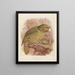 Le Kakapo of uilpapegaai Stringops habroptilus - John Gerrard Keulemans — ingelijst kunstwerk aan de muur