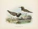 Thinornis novaezelandiae volwassen en jong - John Gerrard Keulemans — weergave van het kunstwerk