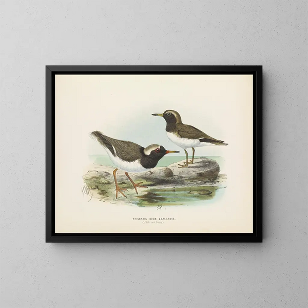 Thinornis novaezelandiae adult and juvenile - John Gerrard Keulemans — framed artwork on a wall
