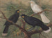 Drie huia - John Gerrard Keulemans — weergave van het kunstwerk