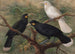 Drie huia Heteralocha acutirostris - John Gerrard Keulemans — weergave van het kunstwerk