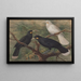 Drie huia - John Gerrard Keulemans — ingelijst kunstwerk aan de muur