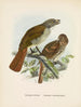 Turnagra hectori en Turnagra crassirostris - John Gerrard Keulemans — weergave van het kunstwerk
