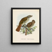 Turnagra hectori en Turnagra crassirostris - John Gerrard Keulemans — ingelijst kunstwerk aan de muur