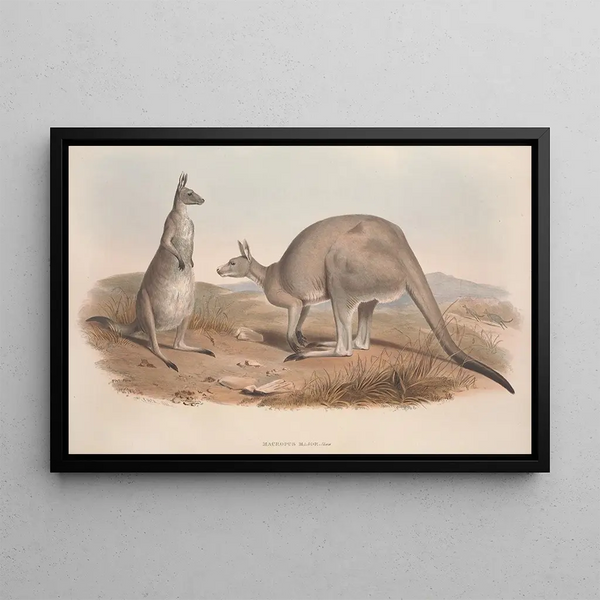 Een monografie van de Macropodidae of familie van de kangoeroes Pl01 - John Gould — ingelijst kunstwerk aan de muur