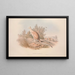 Een monografie van de Macropodidae of familie van de kangoeroes Pl04 - John Gould — ingelijst kunstwerk aan de muur