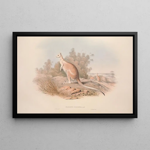 Een monografie van de Macropodidae of familie van de kangoeroes Pl04 - John Gould — ingelijst kunstwerk aan de muur