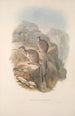 Een monografie van de Macropodidae of familie van de kangoeroes Pl06 - John Gould — weergave van het kunstwerk
