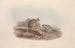 Een monografie van de Macropodidae of familie van de kangoeroes Pl12 - John Gould — weergave van het kunstwerk