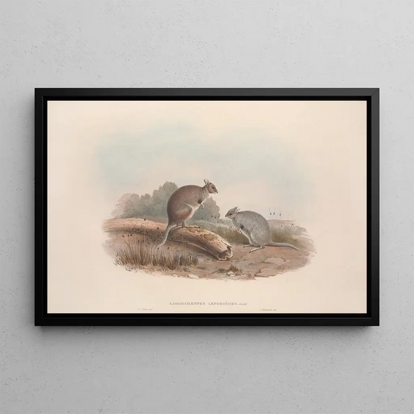 Een monografie van de Macropodidae of familie van de kangoeroes Pl12 - John Gould — ingelijst kunstwerk aan de muur