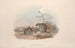 Een monografie van de Macropodidae of familie van de kangoeroes Pl15 - John Gould — weergave van het kunstwerk