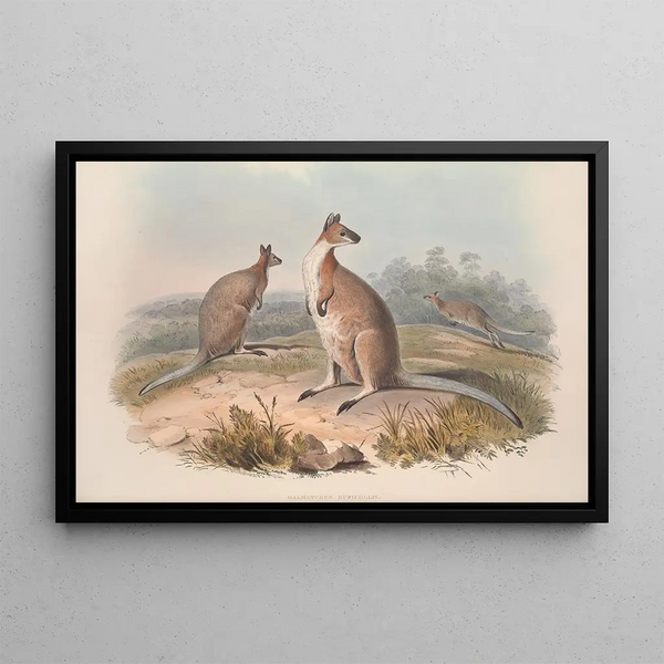 Een monografie van de Macropodidae of familie van de kangoeroes Pl17 - John Gould — ingelijst kunstwerk aan de muur