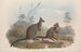 Een monografie van de Macropodidae of familie van de kangoeroes Pl18 - John Gould — weergave van het kunstwerk