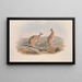 Monografie des Macropodidae ou familie des kangaroes Pl20 - John Gould — ingelijst kunstwerk aan de muur