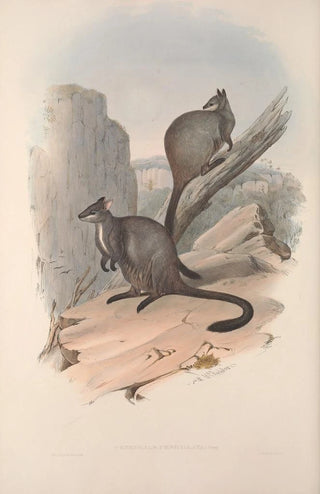 John Gould - A monograph of the Macropodidae or family of kangaroos Pl23.webp