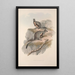 Une monographie des Macropodidae ou famille des kangourous Pl24 - John Gould — ingelijst kunstwerk aan de muur