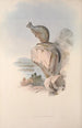 Een monografie van de Macropodidae of familie van de kangoeroes Pl25 - John Gould — weergave van het kunstwerk
