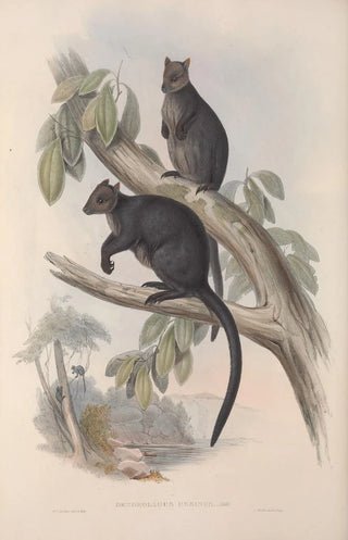 John Gould - A monograph of the Macropodidae or family of kangaroos Pl26.webp