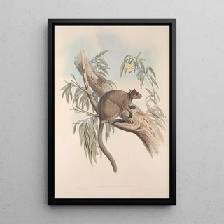 John Gould - A monograph of the Macropodidae or family of kangaroos Pl27.webp