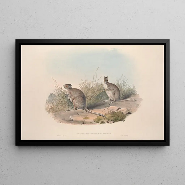 Een monografie van de Macropodidae of familie van de kangoeroes Pl28 - John Gould — ingelijst kunstwerk aan de muur