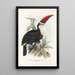 Une monographie des Ramphastidae ou familie des toucans Pl03 - John Gould — ingelijst kunstwerk aan de muur