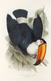 Een monografie van de Ramphastidae of familie van de toekans Pl06 - John Gould — weergave van het kunstwerk